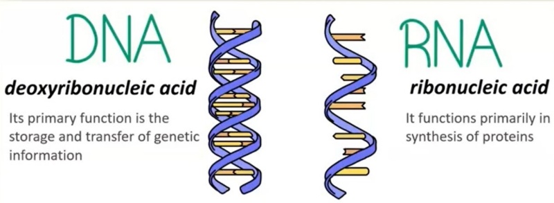 DNA/RNA structure; DNA/RNA isolation