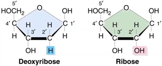 difference of DNA/RNA