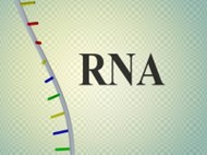 RNA structure, RNA preparation, RNA isolation, RNA preservation