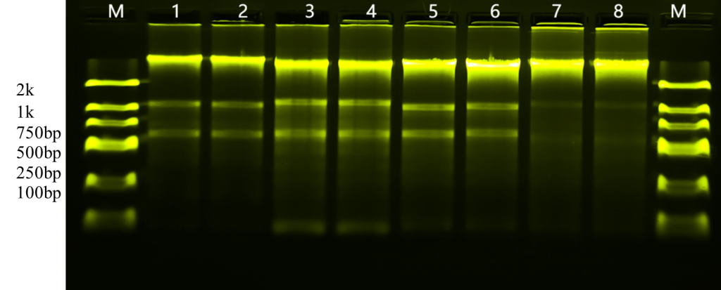 Animal Tissue DNA/RNA Extraction Kit