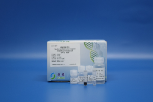 FFPE Tissue DNA Extraction Kit 221006