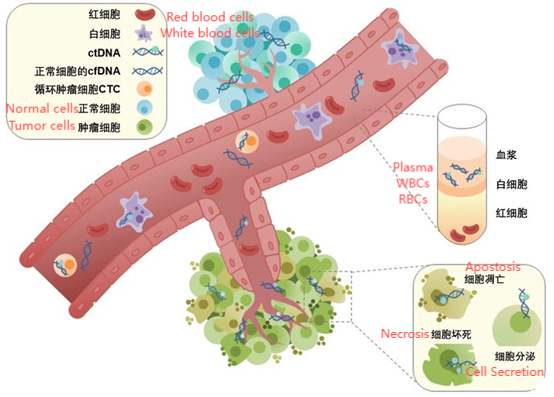 Cells and DNA in blood circulation