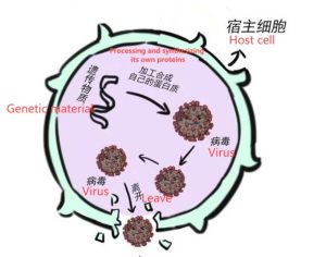 Viral Nucleic Acids Extraction