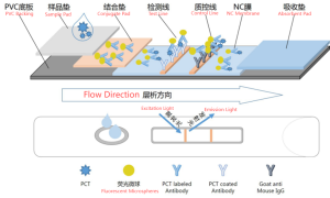 Fluorescent Immunoassay