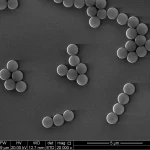 SEM image of 1 um polystyrene carboxy microspheres